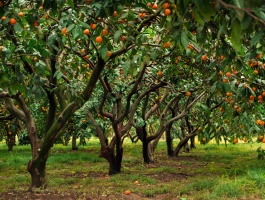 Citrus groves in Mazandaran province 