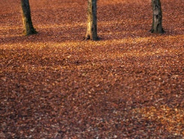 forest ground Covered with leaves
