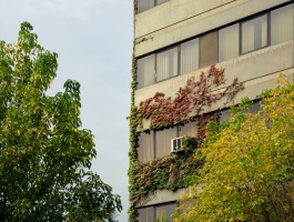 Ivy on the ekbatan skyscraper