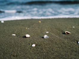 Seashells at the beach of Caspian Sea