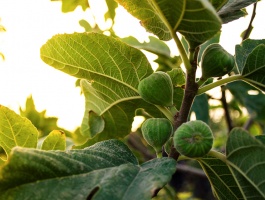 Green Figs