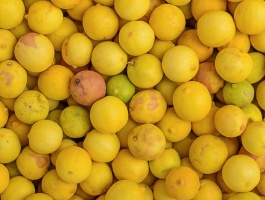 yellow lime