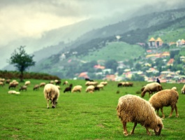 Flock of sheep at pasture