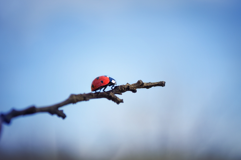 Ladybird on a branch
