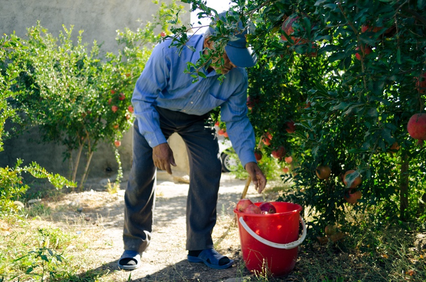 Pomegranate picking season