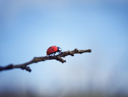 Ladybird on a branch