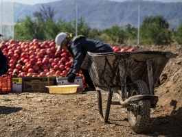 Pomegranate picking season