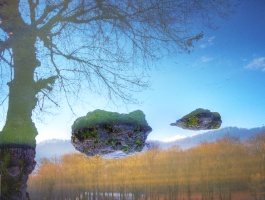 Tree, Stone, Reflection