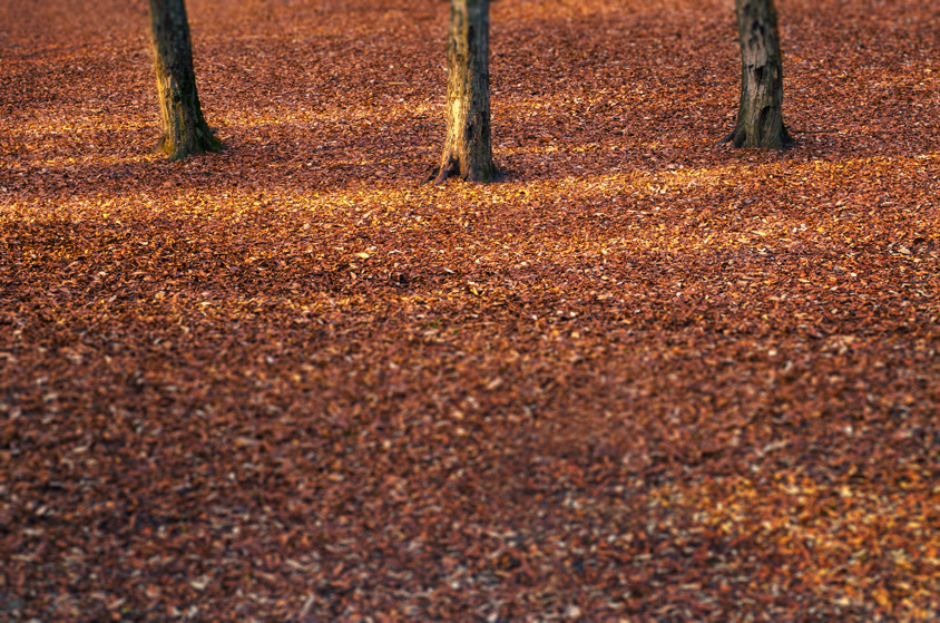forest ground Covered with leaves