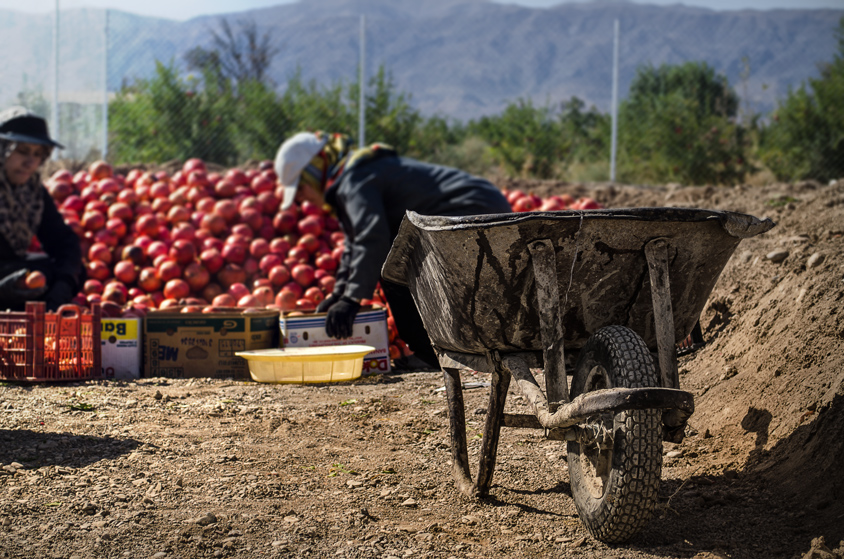 Pomegranate picking season, Wheelbarrow