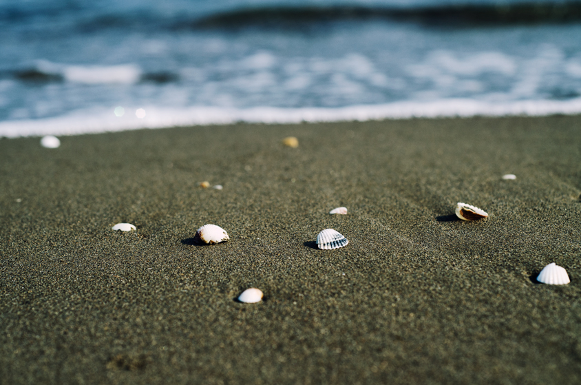 Seashells at the beach of Caspian Sea