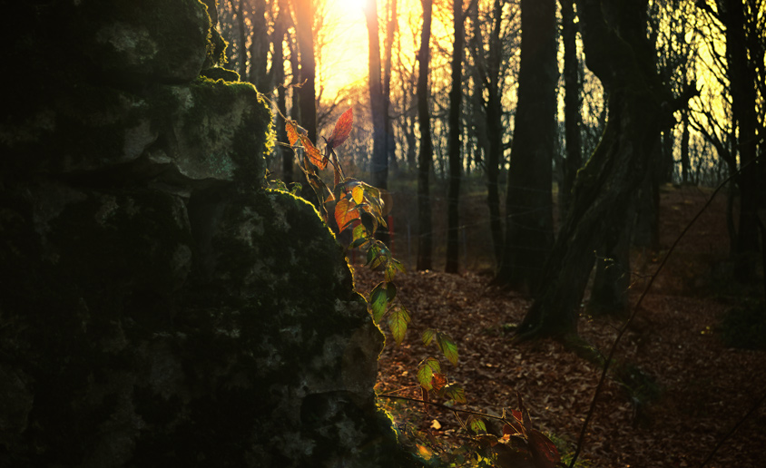 Light behind leaves, Sunset in forest