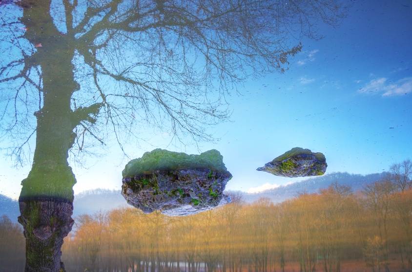 Tree, Stone, Reflection