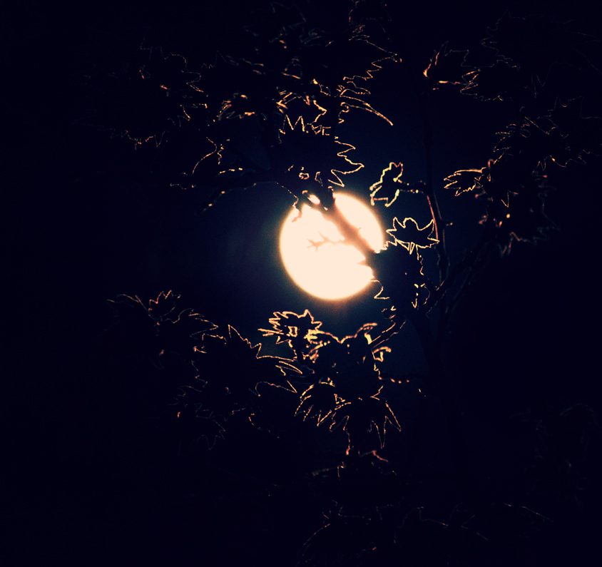 Under the moonlight